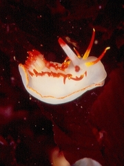 Okenia elegans