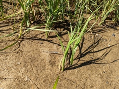 Sporobolus alterniflorus