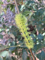 Automeris zephyria