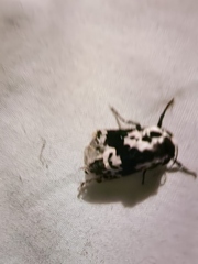 Hypercompe andromela