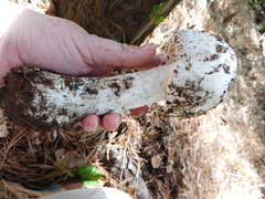 Amanita polypyramis
