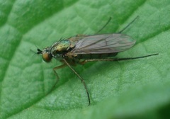 Dolichopus ungulatus