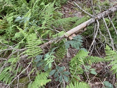 Sambucus racemosa