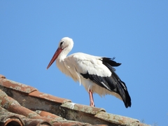 Ciconia ciconia