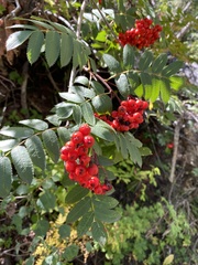 Sorbus aucuparia