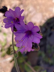 Mirabilis