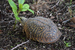 Terrapene ornata