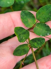 Desmodium marilandicum