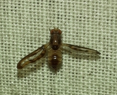 Toxonevra muliebris