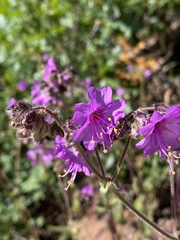 Mirabilis