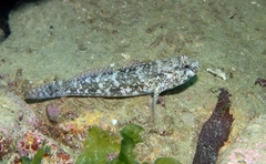 Gobius paganellus