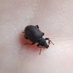 Otiorhynchus rugosostriatus