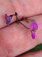 Desmodium marilandicum