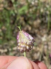 Trifolium productum