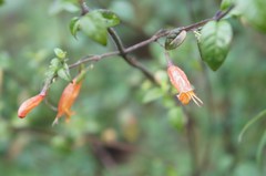 Clinopodium macrostemum