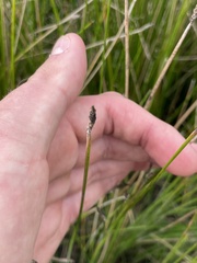 Eleocharis palustris