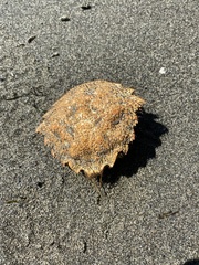 Telmessus cheiragonus