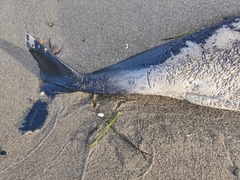 Phocoena phocoena