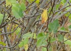 Luscinia megarhynchos