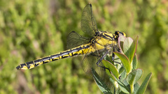 Gomphus vulgatissimus