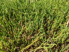 Salicornia perennis