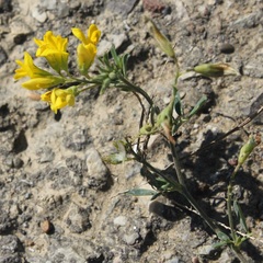 Medicago falcata