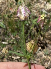 Trifolium productum