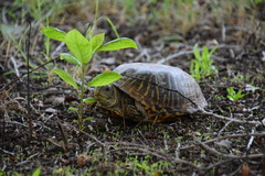 Terrapene ornata