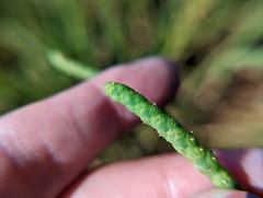 Salicornia perennis