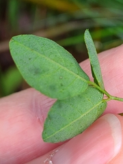 Desmodium marilandicum