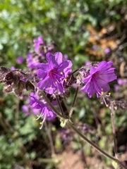 Mirabilis