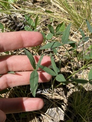 Trifolium productum
