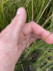 Eleocharis palustris