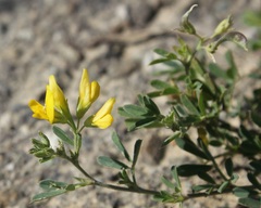 Medicago falcata