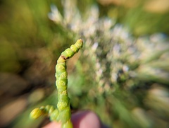 Salicornia perennis