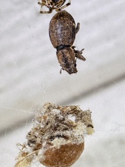 Pantomorus cervinus