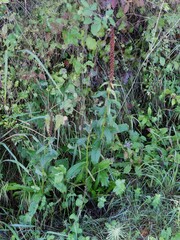 Digitalis micrantha