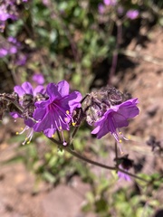 Mirabilis