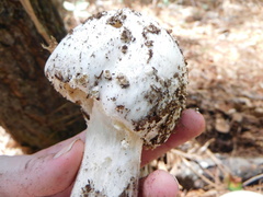 Amanita polypyramis