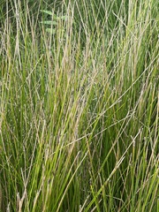 Eleocharis palustris
