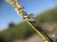 Sporobolus alterniflorus