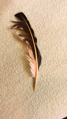 Colaptes auratus cafer