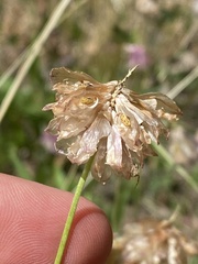 Trifolium productum