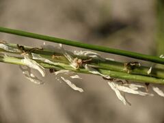 Sporobolus alterniflorus