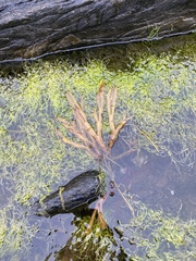 Fucus distichus