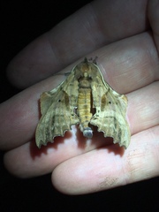 Paonias excaecata