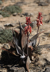 Aloe dhufarensis