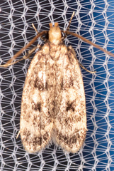 Martyringa latipennis