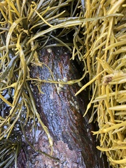 Semibalanus balanoides