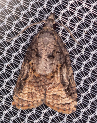 Platynota idaeusalis